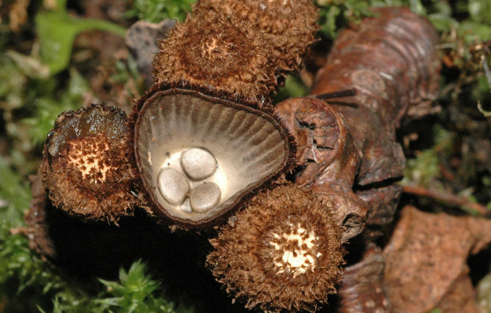 食用菌子實(shí)體形態(tài)結構上的分類(lèi)